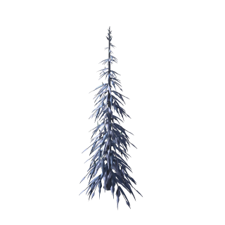 Glacier Pine